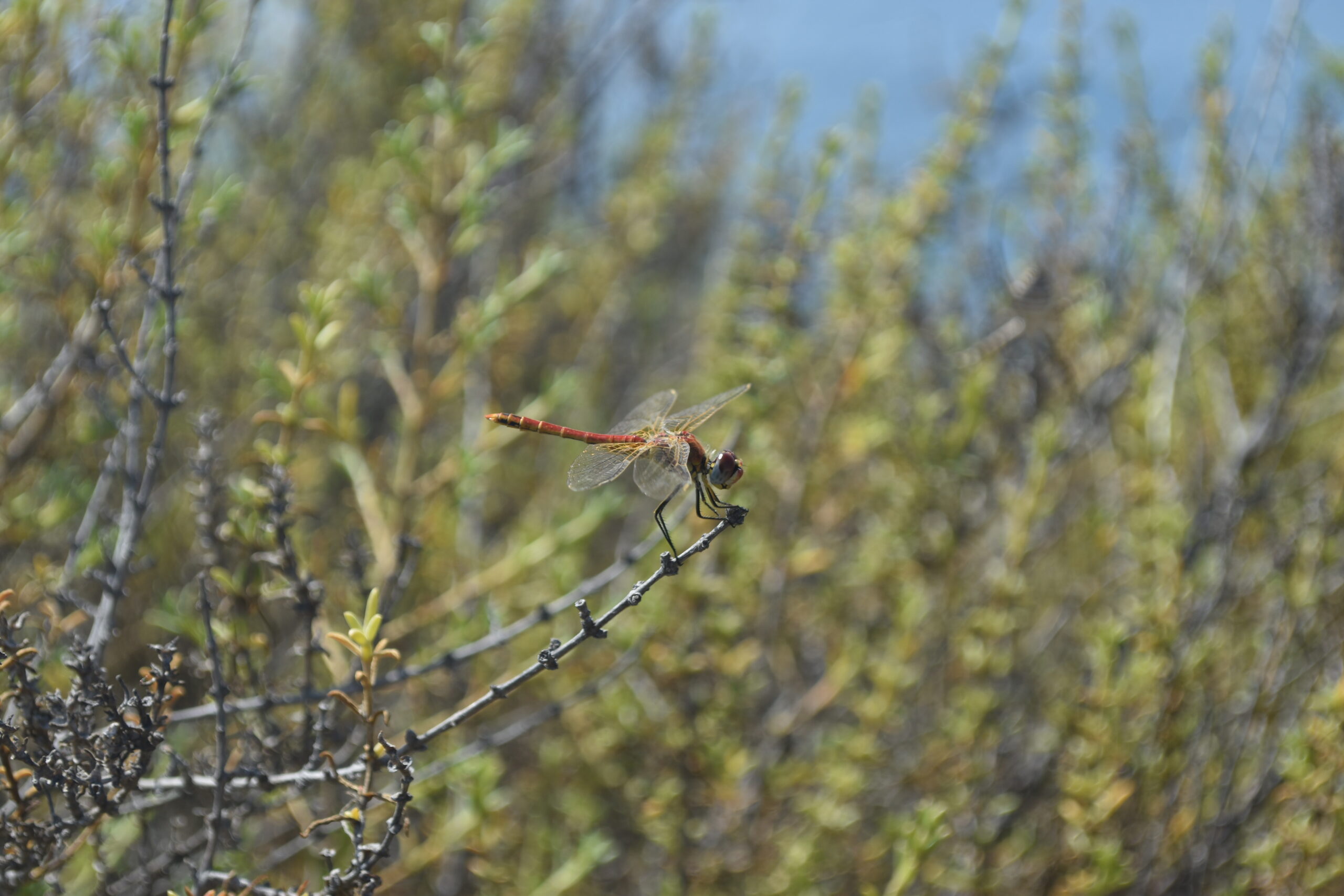 ©, 2025, AlexanderAnsel